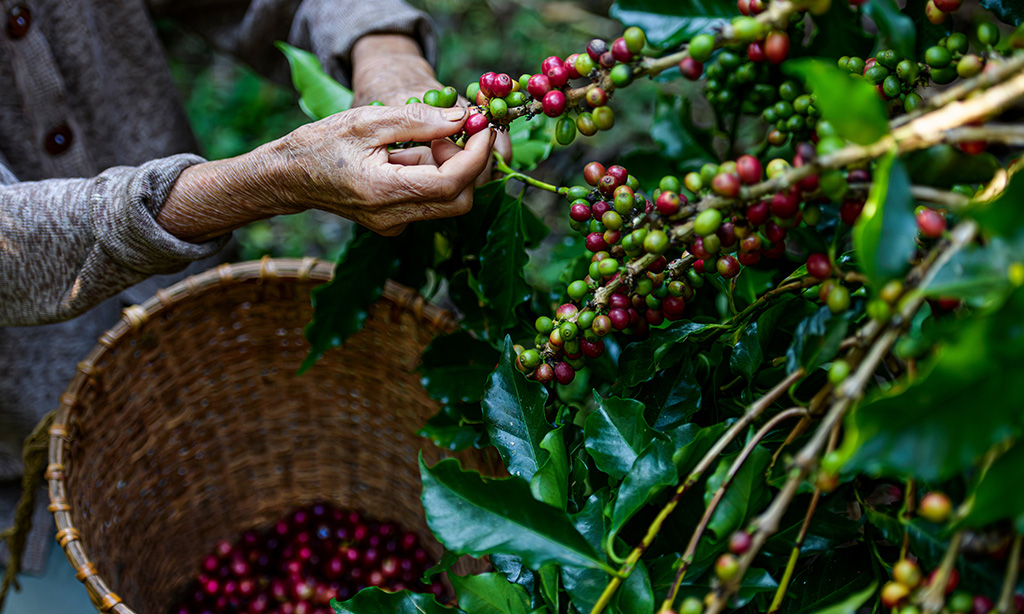 Il caffè: origine e botanica